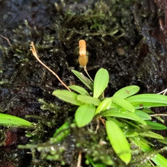 Specklinia lanceola