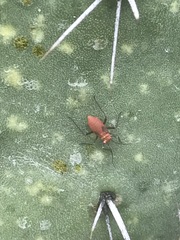Hesperolabops mexica