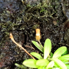 Specklinia lanceola