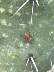 Hesperolabops mexica