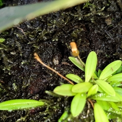 Specklinia lanceola