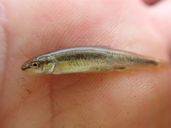 Mylocheilus caurinus