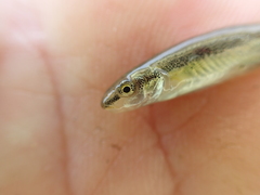 Mylocheilus caurinus