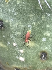 Hesperolabops mexica