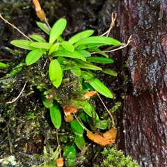 Specklinia lanceola