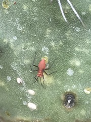 Hesperolabops mexica