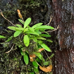 Specklinia lanceola