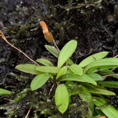 Specklinia lanceola