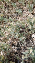 Atriplex maximowicziana