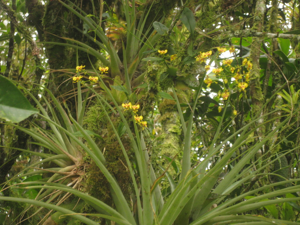 Oncidium orthotis