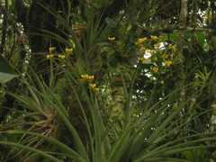 Oncidium orthotis
