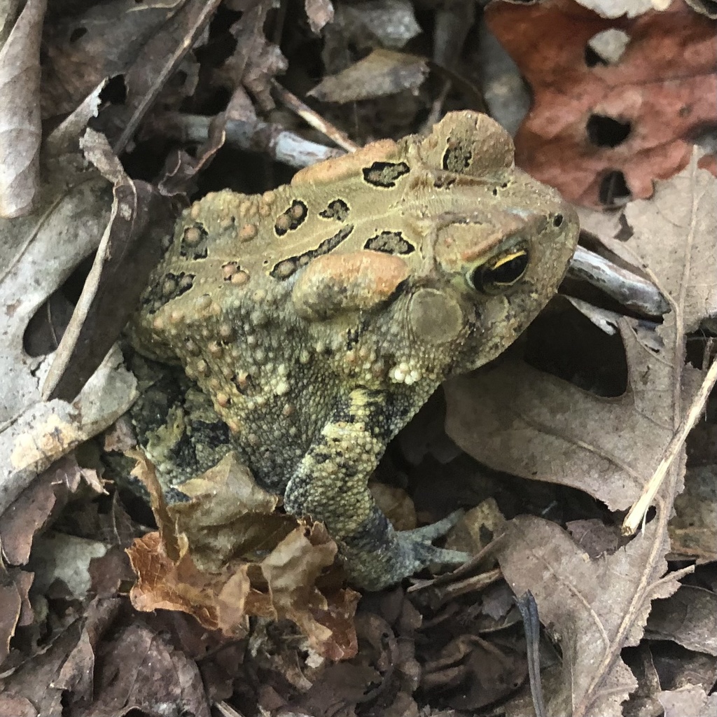 Fowler's Toad from Uwharrie National Forest, Asheboro, NC, US on ...