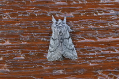 Pleromelloida conserta