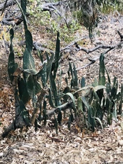 Opuntia