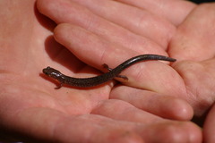 Plethodon electromorphus