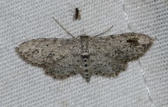 Pimaphera sparsaria