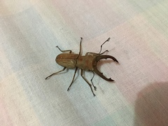 Cyclommatus insignis