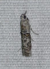 Zamagiria australella