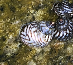 Echinolittorina placida