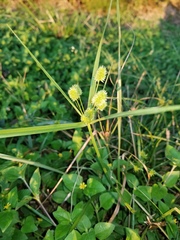 Cyperus retrorsus