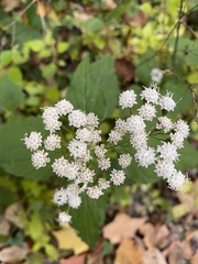 Ageratina altissima