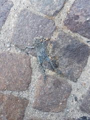 Bufotes viridis viridis