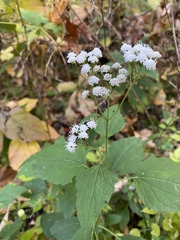 Ageratina altissima