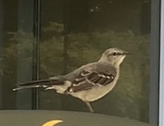 Mimus polyglottos image