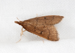Metasia dicealis