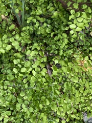 Adiantum aethiopicum