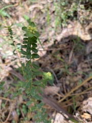 Pimelea flava flava