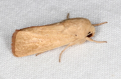 Leucania abdominalis