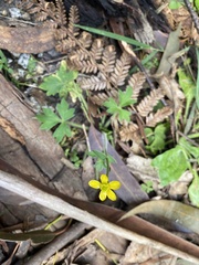 Ranunculus plebeius