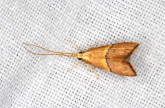 Crocanthes prasinopis