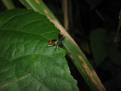 Paratriarius