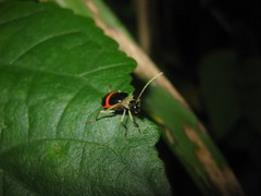 Paratriarius