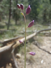 Pennellia longifolia