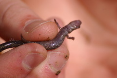 Plethodon electromorphus