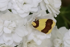 Heterallactis microchrysa