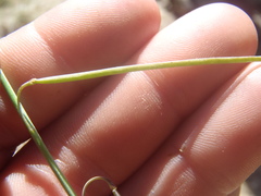 Pennellia longifolia