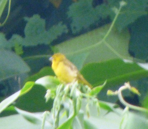Village Weaver