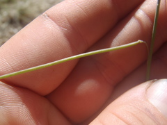 Pennellia longifolia