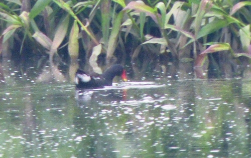 Eurasian Moorhen