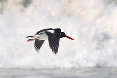 Haematopus palliatus