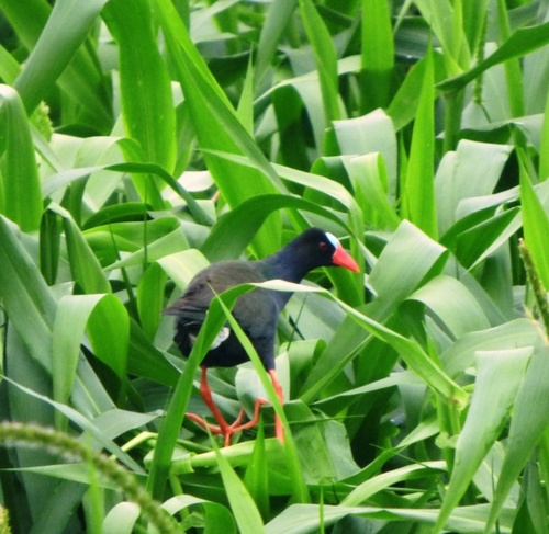 Allen's Gallinule
