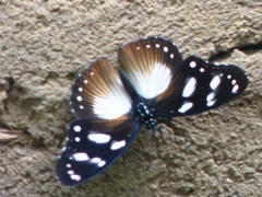 Hypolimnas anthedon anthedon