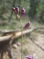Pennellia longifolia