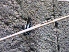 Hypolimnas anthedon anthedon