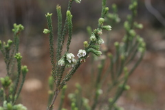 Erica pectinifolia
