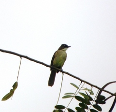 Chlorocichla simplex